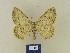 ( - BMB Lep 00424)  @13 [ ] Copyright (2011) Axel Hausmann/Bavarian State Collection of Zoology (ZSM) SNSB, Zoologische Staatssammlung Muenchen