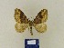  (Xanthorhoe spadiceariaBM01 - BMB Lep 00427)  @13 [ ] Copyright (2011) Axel Hausmann/Bavarian State Collection of Zoology (ZSM) SNSB, Zoologische Staatssammlung Muenchen
