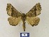  ( - BMB Lep 00438)  @13 [ ] Copyright (2011) Axel Hausmann/Bavarian State Collection of Zoology (ZSM) SNSB, Zoologische Staatssammlung Muenchen