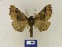  ( - BMB Lep 00439)  @11 [ ] Copyright (2011) Axel Hausmann/Bavarian State Collection of Zoology (ZSM) SNSB, Zoologische Staatssammlung Muenchen