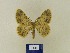  ( - BMB Lep 00454)  @11 [ ] Copyright (2011) Axel Hausmann/Bavarian State Collection of Zoology (ZSM) SNSB, Zoologische Staatssammlung Muenchen