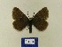  (Glacies BMTi1 - BMB Lep 00494)  @11 [ ] Copyright (2011) Axel Hausmann/Bavarian State Collection of Zoology (ZSM) SNSB, Zoologische Staatssammlung Muenchen