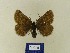  ( - BMB Lep 00495)  @11 [ ] Copyright (2011) Axel Hausmann/Bavarian State Collection of Zoology (ZSM) SNSB, Zoologische Staatssammlung Muenchen