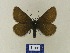  ( - BMB Lep 00503)  @13 [ ] Copyright (2011) Axel Hausmann/Bavarian State Collection of Zoology (ZSM) SNSB, Zoologische Staatssammlung Muenchen