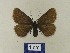  ( - BMB Lep 00504)  @13 [ ] Copyright (2011) Axel Hausmann/Bavarian State Collection of Zoology (ZSM) SNSB, Zoologische Staatssammlung Muenchen