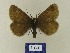  ( - BMB Lep 00508)  @13 [ ] Copyright (2011) Axel Hausmann/Bavarian State Collection of Zoology (ZSM) SNSB, Zoologische Staatssammlung Muenchen
