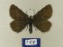  ( - BMB Lep 00509)  @13 [ ] Copyright (2011) Axel Hausmann/Bavarian State Collection of Zoology (ZSM) SNSB, Zoologische Staatssammlung Muenchen