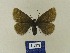  ( - BMB Lep 00510)  @13 [ ] Copyright (2011) Axel Hausmann/Bavarian State Collection of Zoology (ZSM) SNSB, Zoologische Staatssammlung Muenchen