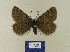  (Glacies coracina - BMB Lep 00513)  @13 [ ] Copyright (2011) Axel Hausmann/Bavarian State Collection of Zoology (ZSM) SNSB, Zoologische Staatssammlung Muenchen