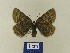  ( - BMB Lep 00514)  @11 [ ] Copyright (2011) Axel Hausmann/Bavarian State Collection of Zoology (ZSM) SNSB, Zoologische Staatssammlung Muenchen
