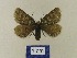  (Glacies coracina lappona - BMB Lep 00516)  @11 [ ] Copyright (2011) Axel Hausmann/Bavarian State Collection of Zoology (ZSM) SNSB, Zoologische Staatssammlung Muenchen