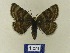  ( - BMB Lep 00520)  @11 [ ] Copyright (2011) Axel Hausmann/Bavarian State Collection of Zoology (ZSM) SNSB, Zoologische Staatssammlung Muenchen