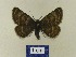  ( - BMB Lep 00521)  @11 [ ] Copyright (2011) Axel Hausmann/Bavarian State Collection of Zoology (ZSM) SNSB, Zoologische Staatssammlung Muenchen