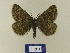  (Glacies bentelii - BMB Lep 00522)  @14 [ ] Copyright (2011) Axel Hausmann/Bavarian State Collection of Zoology (ZSM) SNSB, Zoologische Staatssammlung Muenchen