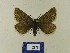  (Glacies coracina coracinabmao - BMB Lep 00523)  @11 [ ] Copyright (2011) Axel Hausmann/Bavarian State Collection of Zoology (ZSM) SNSB, Zoologische Staatssammlung Muenchen