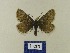  ( - BMB Lep 00524)  @11 [ ] Copyright (2011) Axel Hausmann/Bavarian State Collection of Zoology (ZSM) SNSB, Zoologische Staatssammlung Muenchen