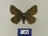  ( - BMB Lep 00538)  @13 [ ] Copyright (2011) Axel Hausmann/Bavarian State Collection of Zoology (ZSM) SNSB, Zoologische Staatssammlung Muenchen