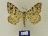  (Macaria signariaBMCal1 - BMB Lep 00542)  @13 [ ] Copyright (2011) Axel Hausmann/Bavarian State Collection of Zoology (ZSM) SNSB, Zoologische Staatssammlung Muenchen