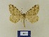  ( - BMB Lep 00545)  @12 [ ] Copyright (2011) Axel Hausmann/Bavarian State Collection of Zoology (ZSM) SNSB, Zoologische Staatssammlung Muenchen