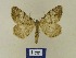  (Macaria signariaBMAlb1 - BMB Lep 00547)  @13 [ ] Copyright (2011) Axel Hausmann/Bavarian State Collection of Zoology (ZSM) SNSB, Zoologische Staatssammlung Muenchen