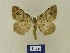  ( - BMB Lep 00548)  @13 [ ] Copyright (2011) Axel Hausmann/Bavarian State Collection of Zoology (ZSM) SNSB, Zoologische Staatssammlung Muenchen