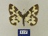  ( - BMB Lep 00551)  @13 [ ] Copyright (2011) Axel Hausmann/Bavarian State Collection of Zoology (ZSM) SNSB, Zoologische Staatssammlung Muenchen