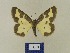  ( - BMB Lep 00552)  @13 [ ] Copyright (2011) Axel Hausmann/Bavarian State Collection of Zoology (ZSM) SNSB, Zoologische Staatssammlung Muenchen