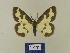  ( - BMB Lep 00554)  @13 [ ] Copyright (2011) Axel Hausmann/Bavarian State Collection of Zoology (ZSM) SNSB, Zoologische Staatssammlung Muenchen
