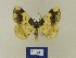  ( - BMB Lep 00557)  @13 [ ] Copyright (2011) Axel Hausmann/Bavarian State Collection of Zoology (ZSM) SNSB, Zoologische Staatssammlung Muenchen