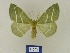  ( - BMB Lep 00575)  @13 [ ] Copyright (2011) Axel Hausmann/Bavarian State Collection of Zoology (ZSM) SNSB, Zoologische Staatssammlung Muenchen