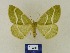  ( - BMB Lep 00576)  @14 [ ] Copyright (2011) Axel Hausmann/Bavarian State Collection of Zoology (ZSM) SNSB, Zoologische Staatssammlung Muenchen