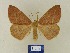  ( - BMB Lep 00577)  @14 [ ] Copyright (2011) Axel Hausmann/Bavarian State Collection of Zoology (ZSM) SNSB, Zoologische Staatssammlung Muenchen