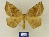  ( - BMB Lep 00586)  @14 [ ] Copyright (2011) Axel Hausmann/Bavarian State Collection of Zoology (ZSM) SNSB, Zoologische Staatssammlung Muenchen