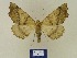  ( - BMB Lep 00588)  @13 [ ] Copyright (2011) Axel Hausmann/Bavarian State Collection of Zoology (ZSM) SNSB, Zoologische Staatssammlung Muenchen