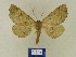  ( - BMB Lep 00589)  @11 [ ] Copyright (2011) Axel Hausmann/Bavarian State Collection of Zoology (ZSM) SNSB, Zoologische Staatssammlung Muenchen