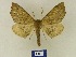  ( - BMB Lep 00592)  @13 [ ] Copyright (2011) Axel Hausmann/Bavarian State Collection of Zoology (ZSM) SNSB, Zoologische Staatssammlung Muenchen