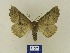  ( - BMB Lep 00593)  @13 [ ] Copyright (2011) Axel Hausmann/Bavarian State Collection of Zoology (ZSM) SNSB, Zoologische Staatssammlung Muenchen