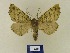  ( - BMB Lep 00594)  @13 [ ] Copyright (2011) Axel Hausmann/Bavarian State Collection of Zoology (ZSM) SNSB, Zoologische Staatssammlung Muenchen