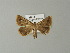  (Gesonia stictigramma - BC ZSM Lep 20288)  @14 [ ] CreativeCommons - Attribution Non-Commercial Share-Alike (2012) Axel Hausmann/Bavarian State Collection of Zoology (ZSM) SNSB, Zoologische Staatssammlung Muenchen