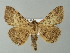  ( - BC ZSM Lep 20291)  @13 [ ] CreativeCommons - Attribution Non-Commercial Share-Alike (2012) Axel Hausmann/Bavarian State Collection of Zoology (ZSM) SNSB, Zoologische Staatssammlung Muenchen