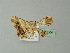  ( - BC ZSM Lep 20304)  @13 [ ] CreativeCommons - Attribution Non-Commercial Share-Alike (2012) Axel Hausmann/Bavarian State Collection of Zoology (ZSM) SNSB, Zoologische Staatssammlung Muenchen