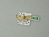  ( - BC ZSM Lep 20308)  @13 [ ] CreativeCommons - Attribution Non-Commercial Share-Alike (2012) Axel Hausmann/Bavarian State Collection of Zoology (ZSM) SNSB, Zoologische Staatssammlung Muenchen