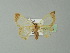  ( - BC ZSM Lep 20312)  @13 [ ] CreativeCommons - Attribution Non-Commercial Share-Alike (2012) Axel Hausmann/Bavarian State Collection of Zoology (ZSM) SNSB, Zoologische Staatssammlung Muenchen
