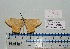  ( - BC ZSM Lep 20345)  @11 [ ] CreativeCommons - Attribution Non-Commercial Share-Alike (2012) Axel Hausmann/Bavarian State Collection of Zoology (ZSM) SNSB, Zoologische Staatssammlung Muenchen
