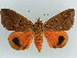  ( - BC ZSM Lep 38342)  @11 [ ] CreativeCommons - Attribution Non-Commercial Share-Alike (2012) Axel Hausmann/Bavarian State Collection of Zoology (ZSM) SNSB, Zoologische Staatssammlung Muenchen