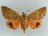  ( - BC ZSM Lep 38343)  @11 [ ] CreativeCommons - Attribution Non-Commercial Share-Alike (2012) Axel Hausmann/Bavarian State Collection of Zoology (ZSM) SNSB, Zoologische Staatssammlung Muenchen