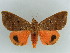  ( - BC ZSM Lep 38344)  @11 [ ] CreativeCommons - Attribution Non-Commercial Share-Alike (2012) Axel Hausmann/Bavarian State Collection of Zoology (ZSM) SNSB, Zoologische Staatssammlung Muenchen