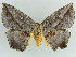  ( - BC ZSM Lep 38346)  @11 [ ] CreativeCommons - Attribution Non-Commercial Share-Alike (2012) Axel Hausmann/Bavarian State Collection of Zoology (ZSM) SNSB, Zoologische Staatssammlung Muenchen