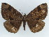  (Erebus sumatrensis - BC ZSM Lep 38348)  @11 [ ] CreativeCommons - Attribution Non-Commercial Share-Alike (2012) Axel Hausmann/Bavarian State Collection of Zoology (ZSM) SNSB, Zoologische Staatssammlung Muenchen