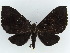  ( - BC ZSM Lep 38349)  @11 [ ] CreativeCommons - Attribution Non-Commercial Share-Alike (2012) Axel Hausmann/Bavarian State Collection of Zoology (ZSM) SNSB, Zoologische Staatssammlung Muenchen